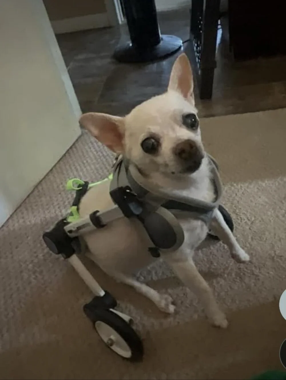 LetPetRun Hind Leg Adjustable Dog Wheelchair for XXS Dogs  Mobility Cart Support